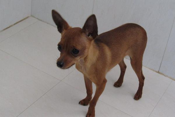 吉娃娃和小鹿犬的區(qū)別是什么 小鹿犬適合什么人養(yǎng)