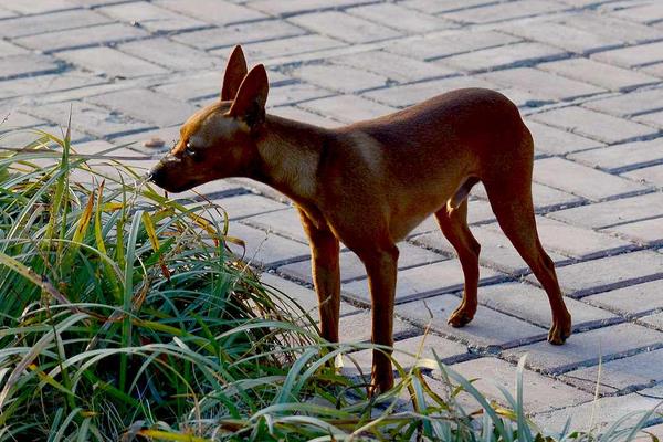 吉娃娃和小鹿犬的區(qū)別是什么 小鹿犬適合什么人養(yǎng)