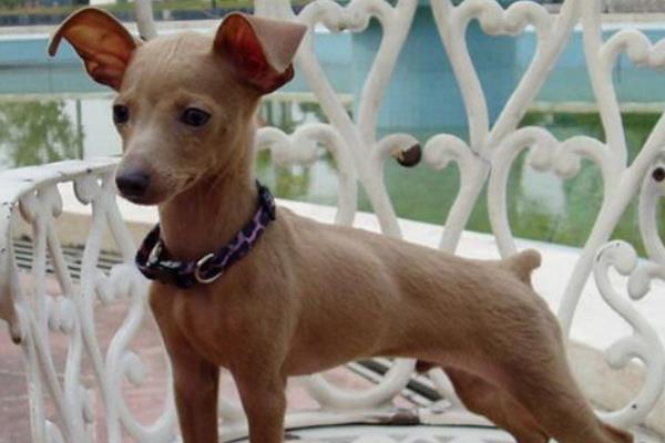 吉娃娃和小鹿犬的區(qū)別是什么 小鹿犬適合什么人養(yǎng)