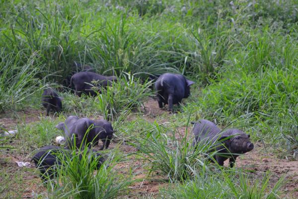 從江香豬市場價格多少錢一斤 從江香豬簡介