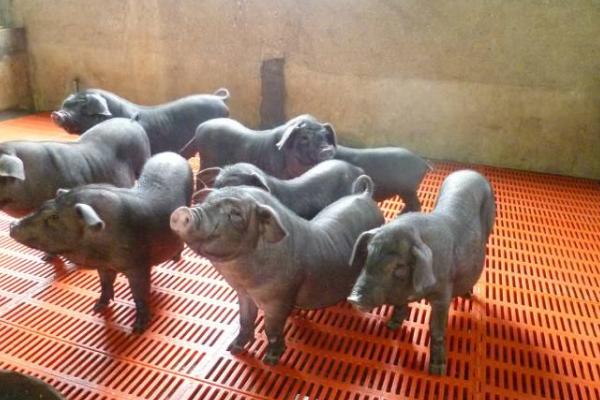 從江香豬市場(chǎng)價(jià)格多少錢一斤 從江香豬簡(jiǎn)介