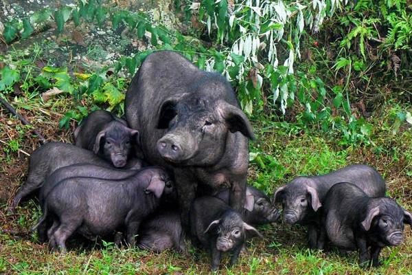 從江香豬市場(chǎng)價(jià)格多少錢一斤 從江香豬簡(jiǎn)介