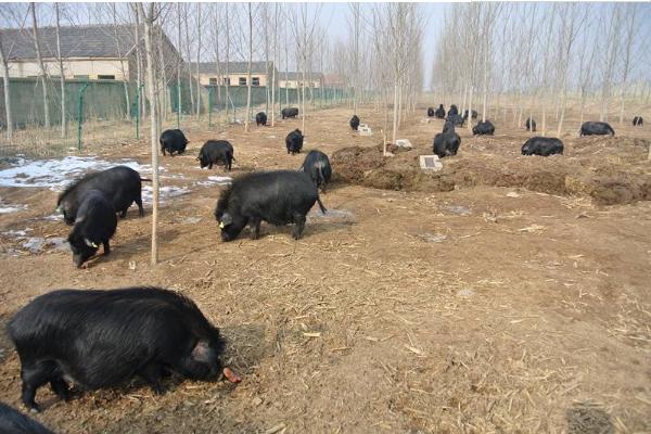 從江香豬市場(chǎng)價(jià)格多少錢一斤 從江香豬簡(jiǎn)介