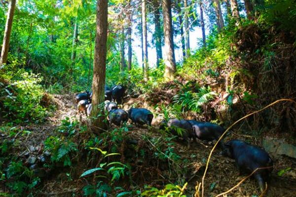 從江香豬市場(chǎng)價(jià)格多少錢一斤 從江香豬簡(jiǎn)介