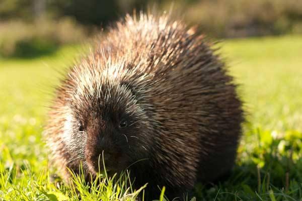 豪豬的毛有什么用 豪豬的刺會再生嗎