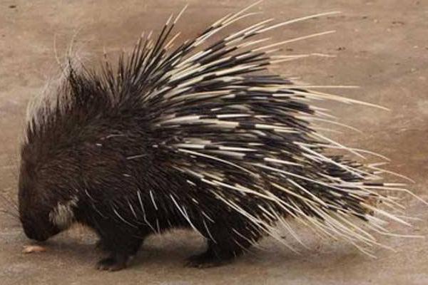 豪豬的毛有什么用 豪豬的刺會(huì)再生嗎