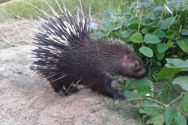 豪豬的毛有什么用 豪豬的刺會(huì)再生嗎