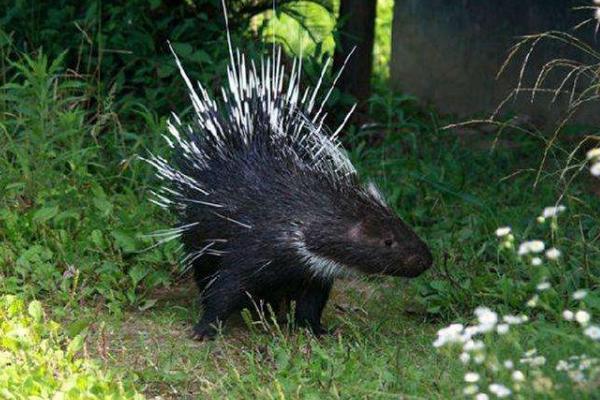 豪豬的毛有什么用 豪豬的刺會(huì)再生嗎