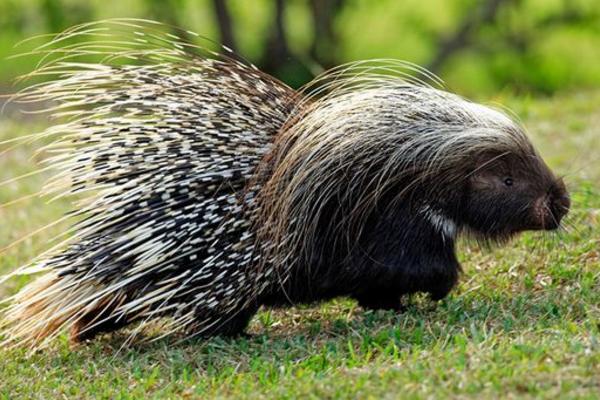 豪豬的毛有什么用 豪豬的刺會(huì)再生嗎