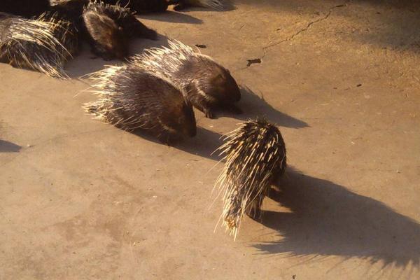 豪豬的毛有什么用 豪豬的刺會(huì)再生嗎