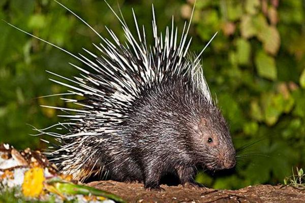 豪豬好養(yǎng)嗎 豪豬養(yǎng)殖技術(shù)