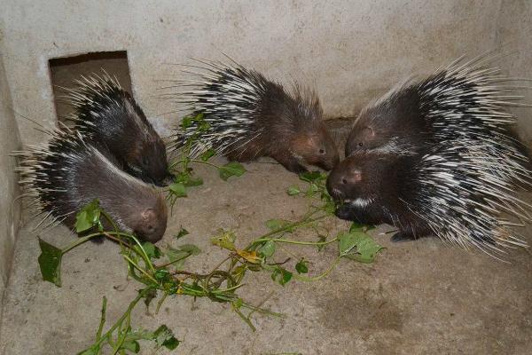 豪豬是保護動物嗎 豪豬可以吃嗎