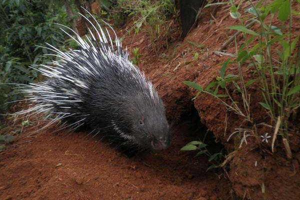 豪豬是保護動物嗎 豪豬可以吃嗎