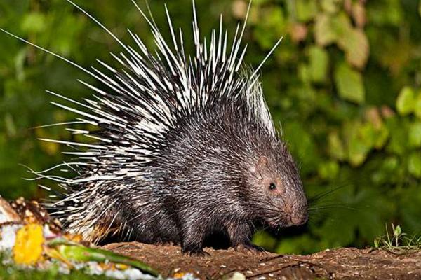 豪豬是保護動物嗎 豪豬可以吃嗎