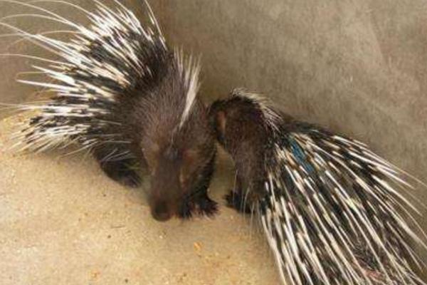 豪豬是保護動物嗎 豪豬可以吃嗎