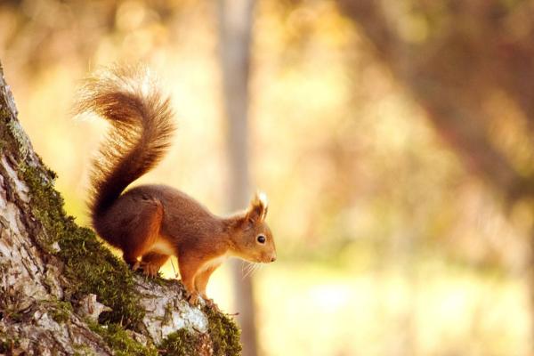 松鼠有幾條腿 松鼠跑了還會(huì)回來(lái)嗎