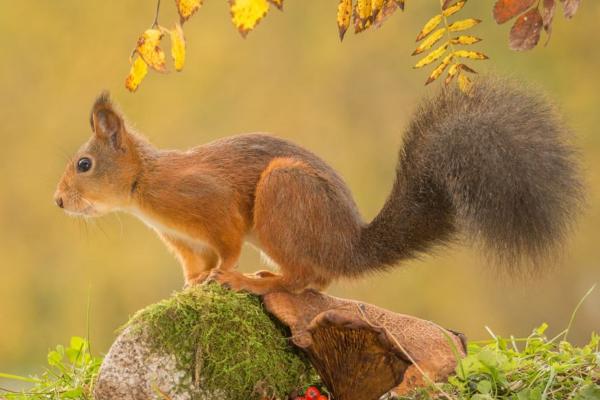 松鼠種類有哪些 寵物松鼠哪種最好養(yǎng)