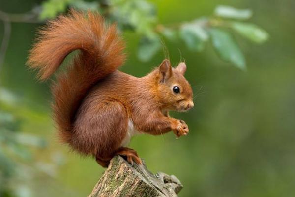 松鼠肉的功效與作用及禁忌 松鼠肉的營(yíng)養(yǎng)價(jià)值