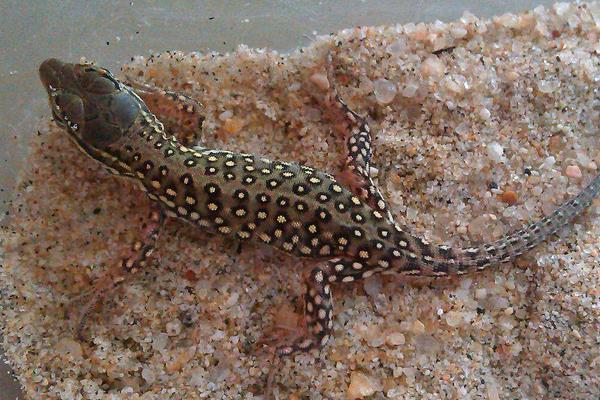 蜥蜴怎么養(yǎng) 蜥蜴吃什么