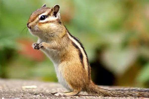 黃山松鼠市場價格多少錢一只 黃山松鼠可以長多大