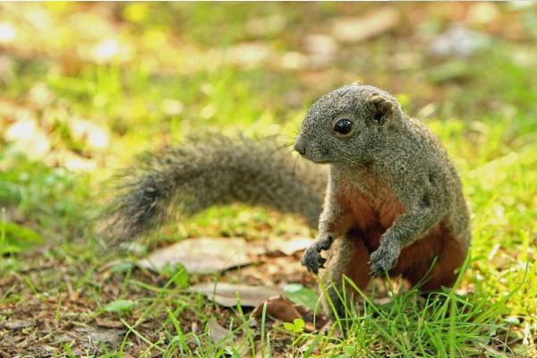 紅腹松鼠市場價格多少錢一只 紅腹松鼠吃什么