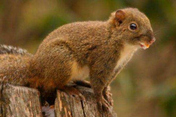 黃山松鼠市場價格多少錢一只 黃山松鼠可以長多大