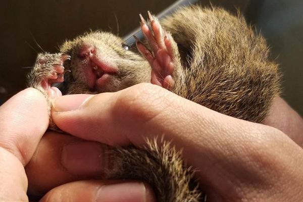 黃山松鼠市場價格多少錢一只 黃山松鼠可以長多大