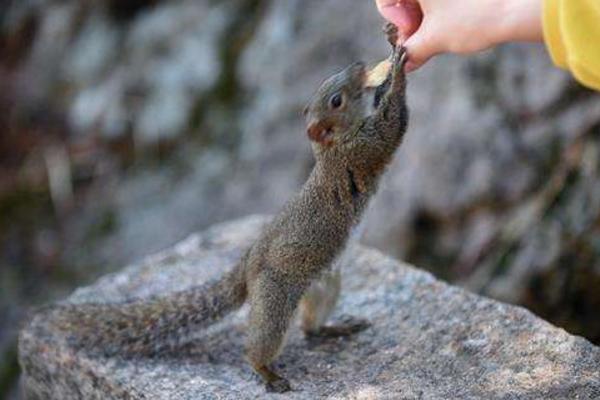黃山松鼠市場價格多少錢一只 黃山松鼠可以長多大