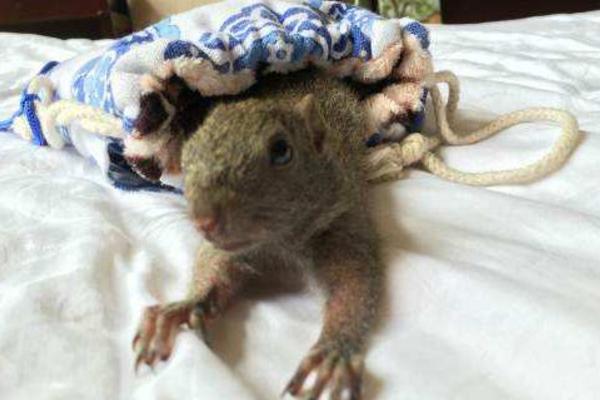 黃山松鼠市場價格多少錢一只 黃山松鼠可以長多大