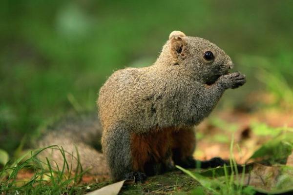紅腹松鼠市場價格多少錢一只 紅腹松鼠吃什么