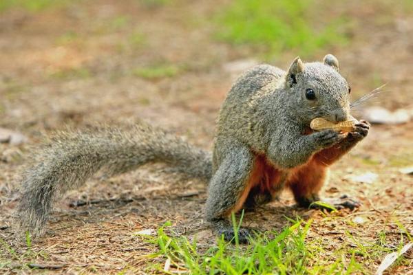紅腹松鼠市場價格多少錢一只 紅腹松鼠吃什么