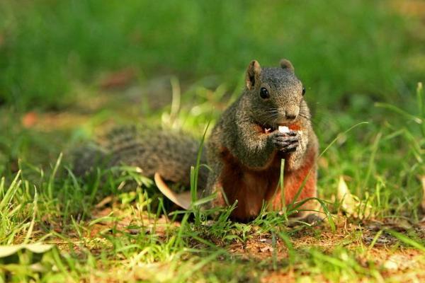紅腹松鼠市場價格多少錢一只 紅腹松鼠吃什么