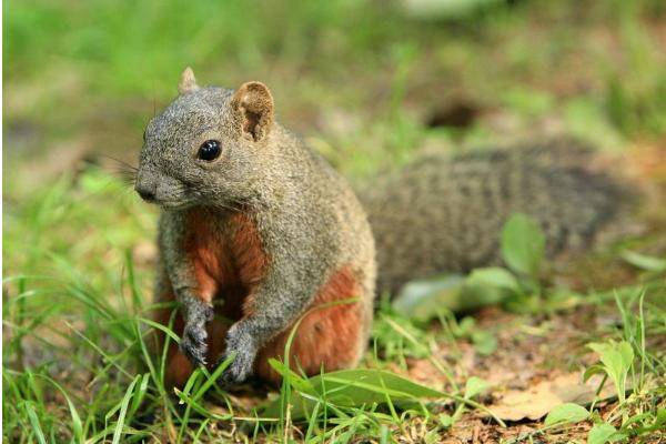 紅腹松鼠市場價格多少錢一只 紅腹松鼠吃什么