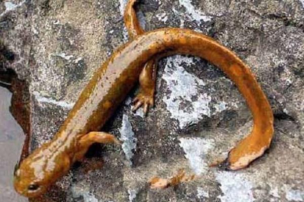 娃娃魚離開水能活多久 娃娃魚生活在什么地方