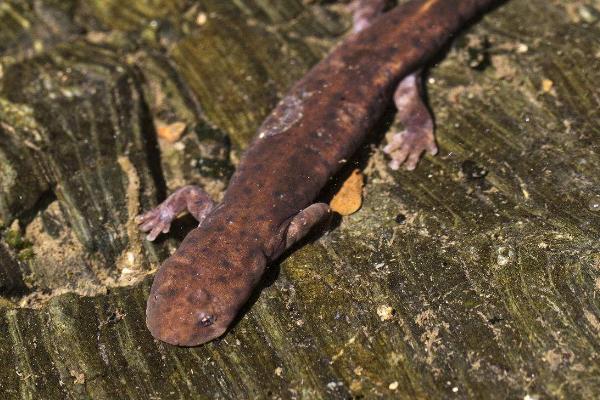 娃娃魚是魚嗎 娃娃魚是什么動物 娃娃魚是兩棲動物嗎