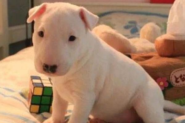 牛頭梗怎么養 牛頭梗怎么訓練