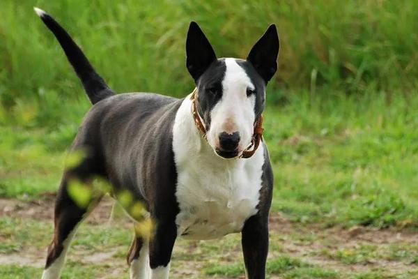 牛頭梗怎么養(yǎng) 牛頭梗怎么訓(xùn)練