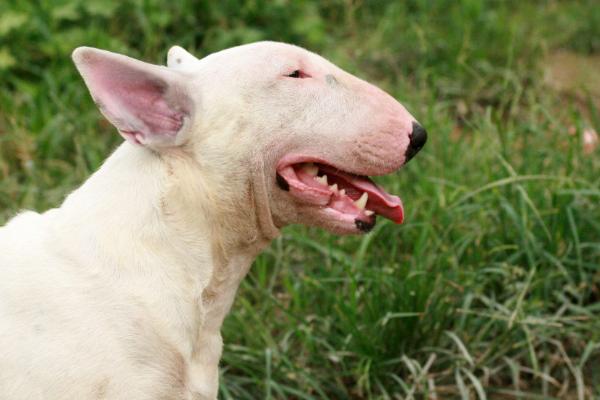 牛頭梗怎么養(yǎng) 牛頭梗怎么訓(xùn)練