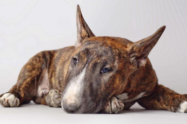 牛頭梗怎么養(yǎng) 牛頭梗怎么訓(xùn)練