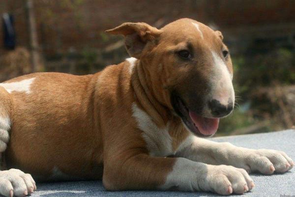 牛頭梗怎么養(yǎng) 牛頭梗怎么訓(xùn)練