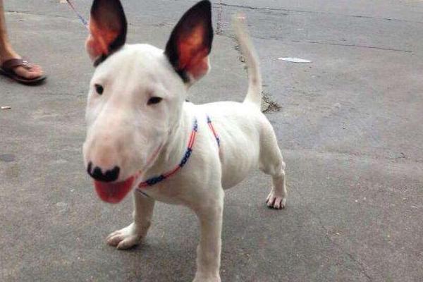 牛頭梗怎么養(yǎng) 牛頭梗怎么訓(xùn)練