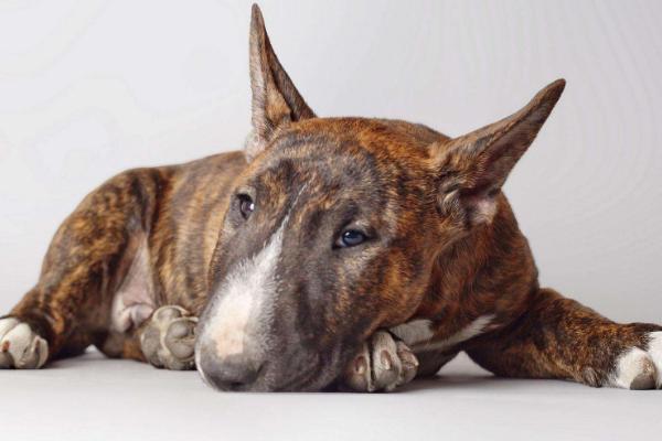 牛頭梗和比特哪個(gè)厲害 牛頭梗為什么禁養(yǎng)