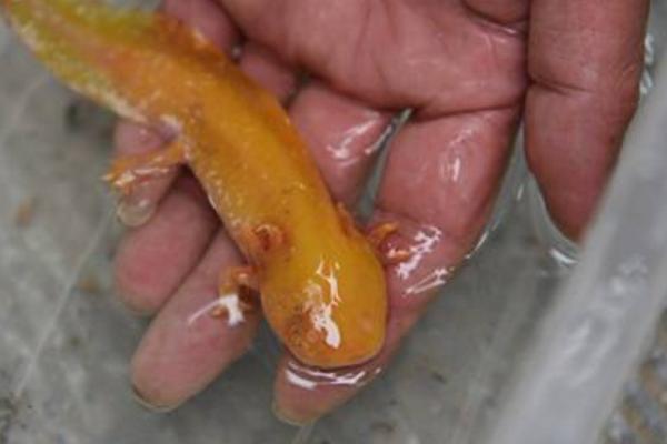 娃娃魚是魚嗎 娃娃魚是什么動物 娃娃魚是兩棲動物嗎