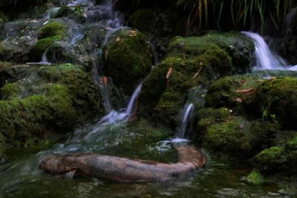娃娃魚是魚嗎 娃娃魚是什么動物 娃娃魚是兩棲動物嗎