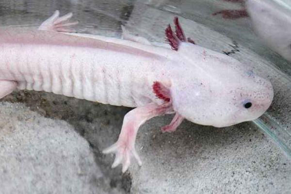 娃娃魚是魚嗎 娃娃魚是什么動物 娃娃魚是兩棲動物嗎