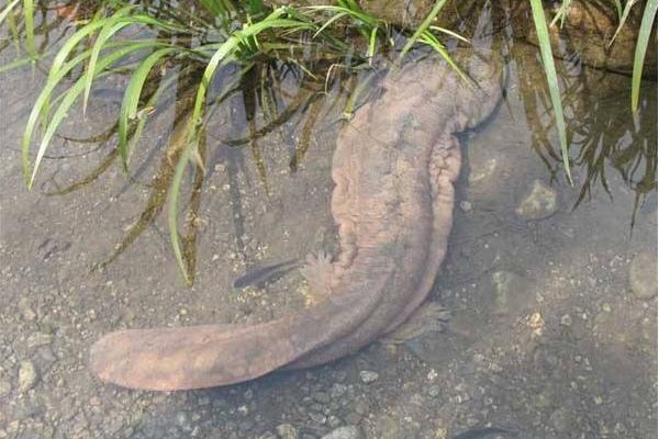 娃娃魚是魚嗎 娃娃魚是什么動物 娃娃魚是兩棲動物嗎