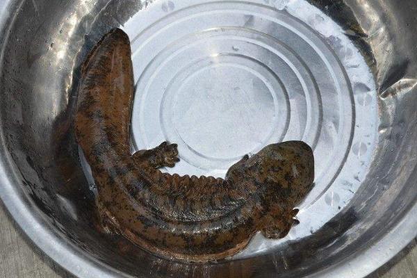 娃娃魚是魚嗎 娃娃魚是什么動物 娃娃魚是兩棲動物嗎