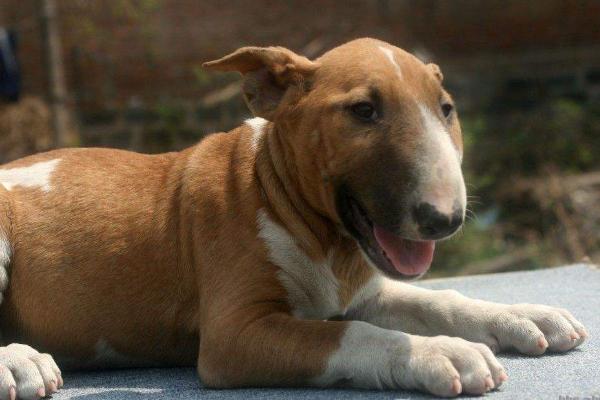 牛頭梗市場(chǎng)價(jià)格多少錢一只 牛頭梗什么顏色最貴