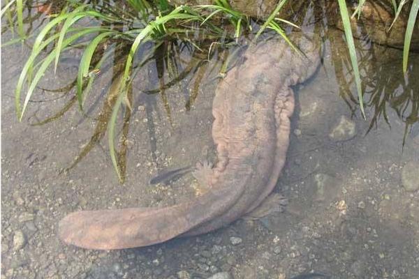 娃娃魚能吃嗎 娃娃魚怎么吃 娃娃魚不適合哪些人吃