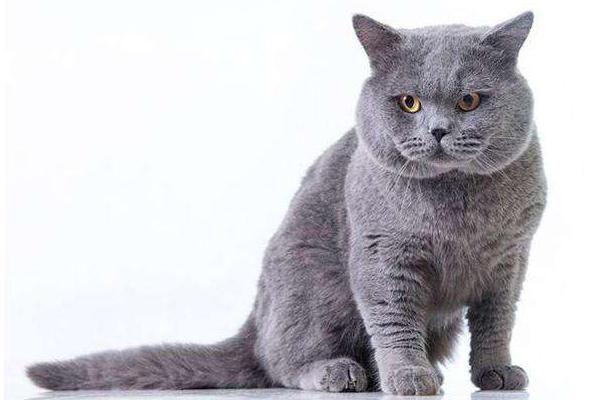 英短藍貓怎么養 英短藍貓怕熱嗎